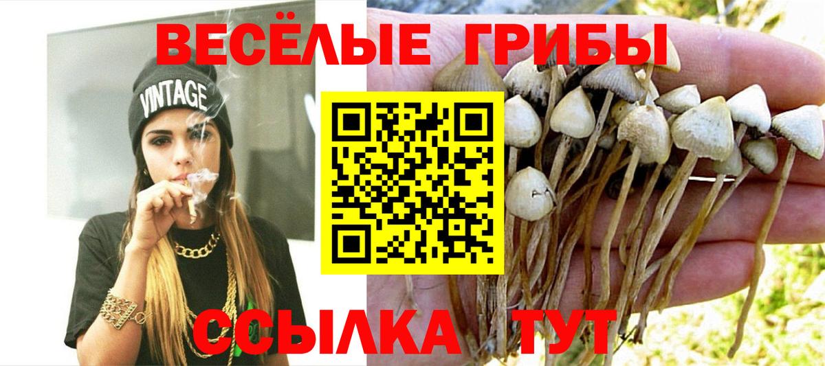 Королёв  Псилоцибиновые грибы MAGIC MUSHROOMS  Вход с VPN  Псилоцибиновые грибы мицелий 
